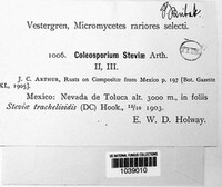Coleosporium steviae image